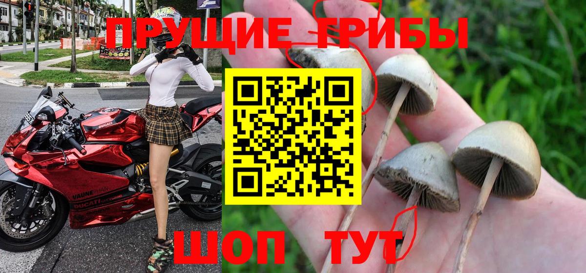 Галлюциногенные грибы Psilocybe  цены наркотик  Вход с VPN  Мичуринск  Галлюциногенные грибы ЛСД 